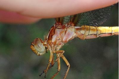 <i>Orthetrum coerulescens</i>