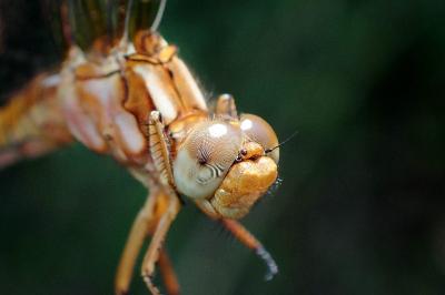 <i>Orthetrum coerulescens</i>