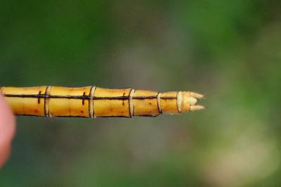 Orthetrum coerulescens