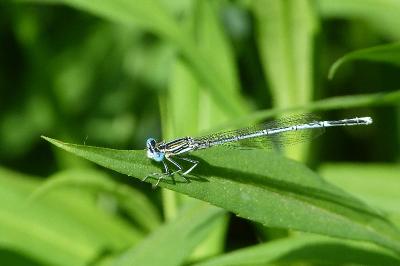 <i>Platycnemis pennipes</i>