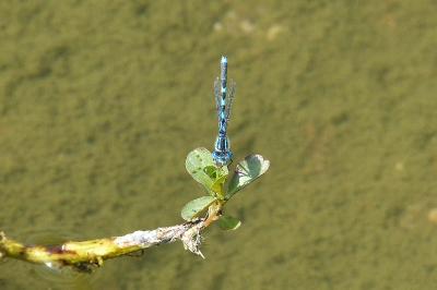 <i>Erythromma lindenii</i>