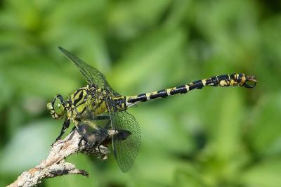 <i>Onychogomphus forcipatus</i>