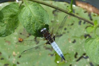 <i>Libellula fulva</i>