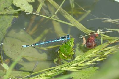 <i>Erythromma lindenii</i>