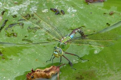 <i>Anax imperator</i>