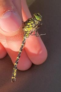 <i>Onychogomphus forcipatus</i>