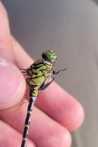 <i>Onychogomphus forcipatus</i>