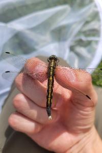<i>Orthetrum albistylum</i>
