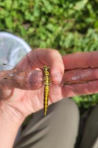 <i>Orthetrum cancellatum</i>