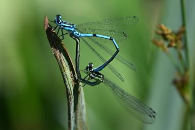 <i>Coenagrion puella</i>