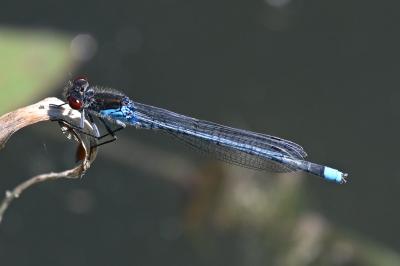 <i>Erythromma najas</i>