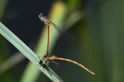 <i>Platycnemis acutipennis</i>