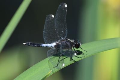 <i>Leucorrhinia caudalis</i>
