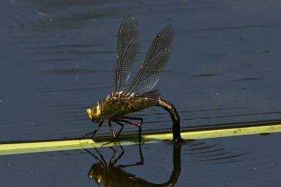 <i>Anax imperator</i>