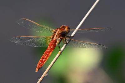 <i>Crocothemis erythraea</i>