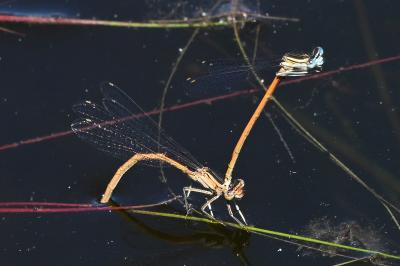 <i>Platycnemis acutipennis</i>