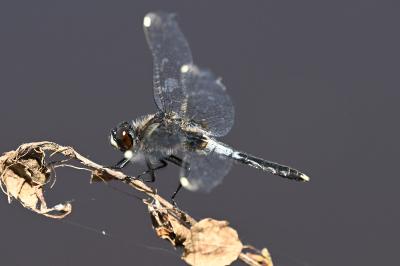 <i>Leucorrhinia caudalis</i>