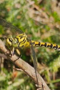 <i>Onychogomphus forcipatus</i>