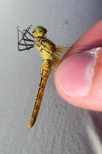 <i>Sympetrum sanguineum</i>