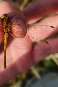 <i>Sympetrum sanguineum</i>