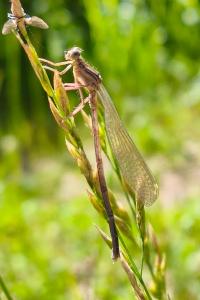 <i>Platycnemis pennipes</i>