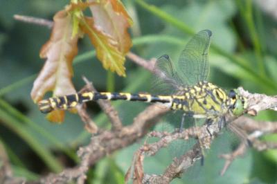<i>Onychogomphus forcipatus</i>