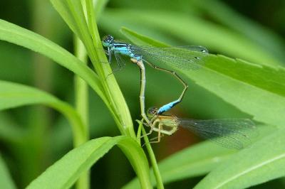 <i>Ischnura elegans</i>