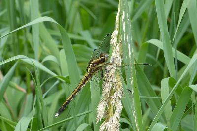 <i>Orthetrum albistylum</i>
