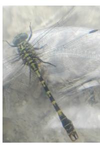 <i>Onychogomphus forcipatus</i>