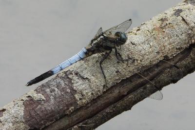 <i>Orthetrum cancellatum</i>