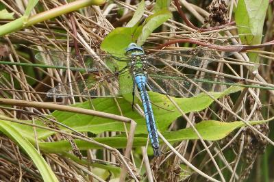 <i>Anax imperator</i>