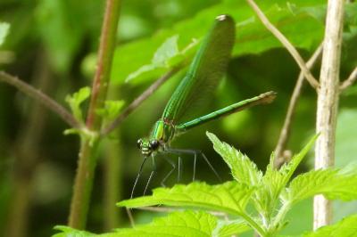 <i>Calopteryx splendens</i>