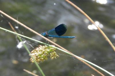 <i>Calopteryx splendens</i>