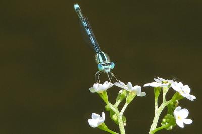 <i>Erythromma lindenii</i>