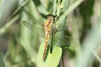 <i>Orthetrum cancellatum</i>