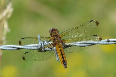 <i>Libellula fulva</i>