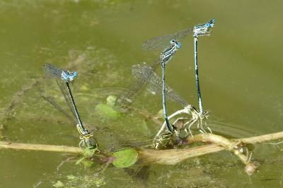 <i>Platycnemis pennipes</i>