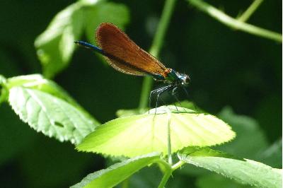 <i>Calopteryx virgo</i>