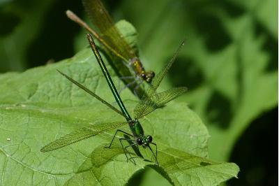 <i>Calopteryx splendens</i>
