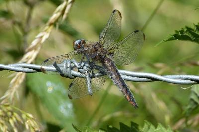 <i>Libellula fulva</i>