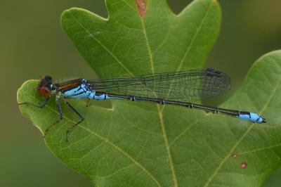 <i>Erythromma viridulum</i>