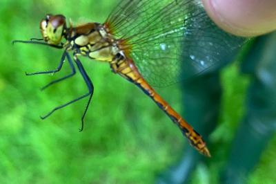 <i>Sympetrum sanguineum</i>