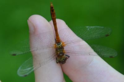 <i>Sympetrum sanguineum</i>