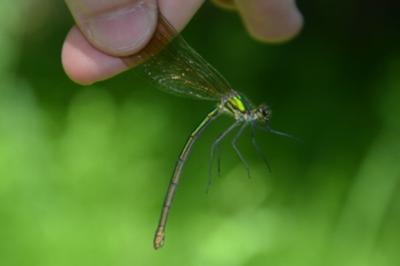<i>Calopteryx virgo</i>