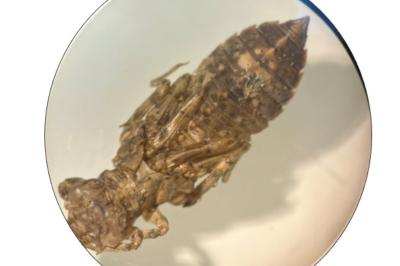 <i>Onychogomphus forcipatus</i>