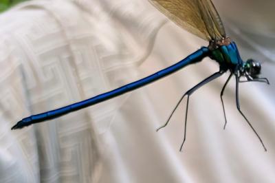 <i>Calopteryx splendens</i>
