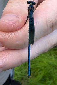 <i>Calopteryx splendens</i>