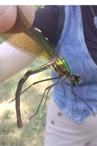 <i>Calopteryx splendens</i>