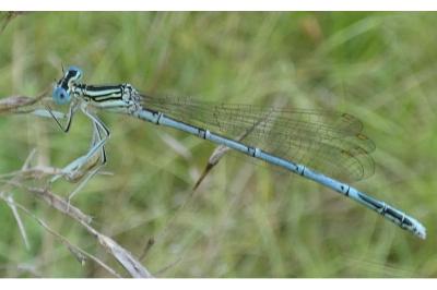 <i>Platycnemis pennipes</i>