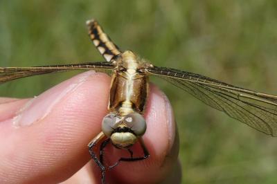 <i>Orthetrum albistylum</i>
